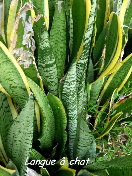 Langue à chat, sanseveria hyacinthodes, Baie Mahault