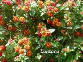 lantana, flore, guadeloupe