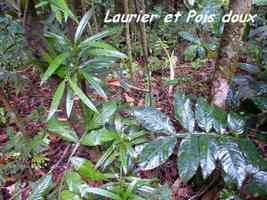 Podocarpus coriaceus et Inga guadeloupensis, laurier et Pois doux montagne, Galion