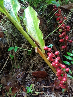 lavande grand bois rivière bras david guadeloupe