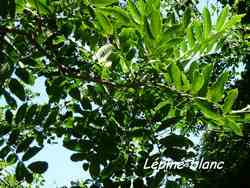 lépiné, arbre, pointe lézard, bouillante, guadeloupe