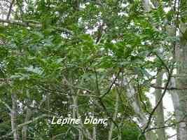 Lépiné blanc, Zanthophyllum caribaeum, Madame