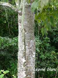 Lépiné blanc, Zanthophyllum caribaeum, Madame