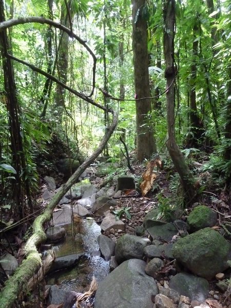 liane, petite cascade mangle, chutes moreau, Basse terre