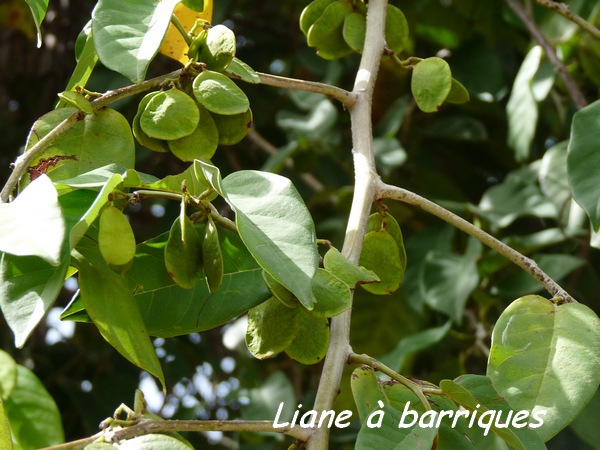 Liane à barriques, Dalbergia ecastaphyllum, Littoral Deshaies