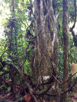 liane à eau maiosn de la foret guadeloupe