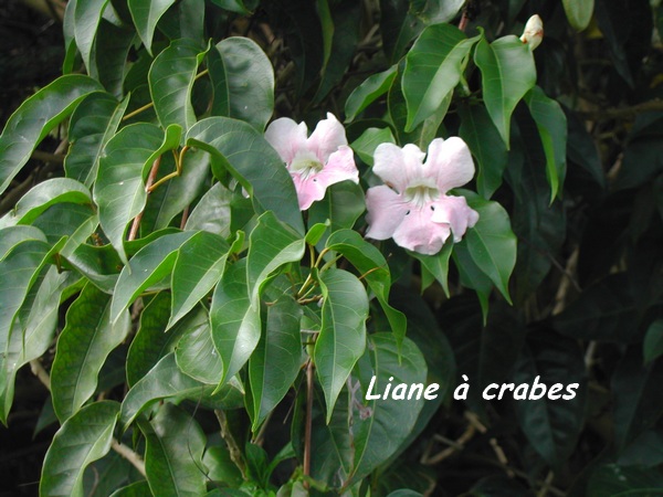 liane crabe, foret marécageuse, Guadeloupe