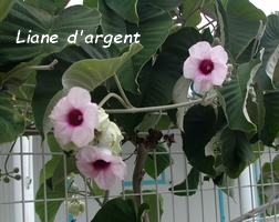 liane d argent grimpantes guadeloupe