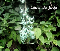 liane de jade grimpantes guadeloupe