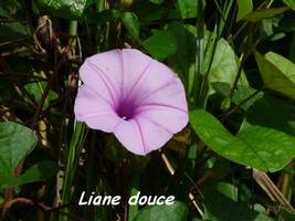 Liane douce, patate marron, Ipomea tiliacea, Contrebandiers, Guadeloupe