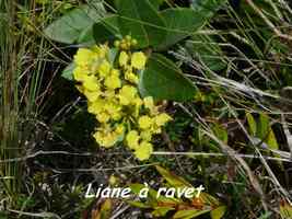 Stigmaphyllon diversifolium, liane, Désirade