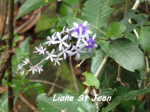 Liane St jean, Pte Lézard, Bouillante