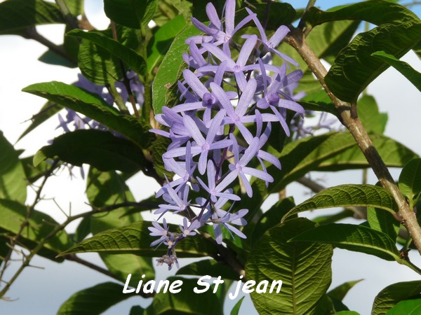 Petrea kohautiana, Liane St jean, Piton de Bouillante