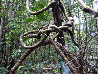 liane canyon moustique petit bourg Guadeloupe