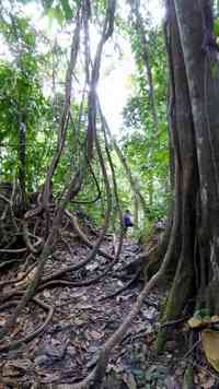 lianes, trace des ruisseaux, route mamelles, guadeloupe