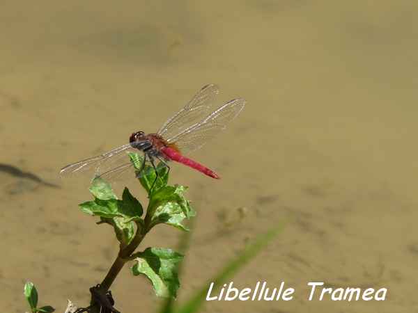 Libellule Tramea abdominalis, Trace du Prince