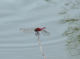 Libellule, Tramea abdominalis, Littoral Deshaies