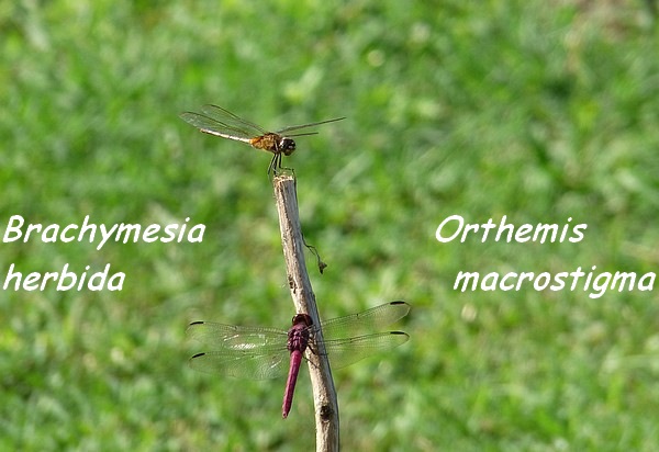 libellules, foret seche, ecosysteme tropical, guadeloupe antilles