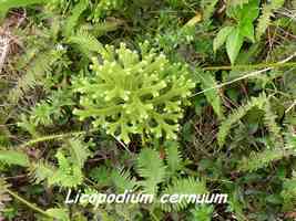 Licopodium cernuum, Trace des Poteaux