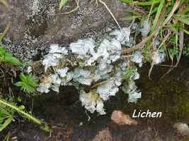 lichen, flore, soufrière, guadeloupe