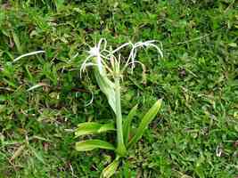 Lis blanc, Hymenocallis caribeae, trace du Prince Sainte Anne