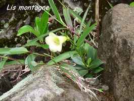 lis montagne, flore, soufrière, guadeloupe