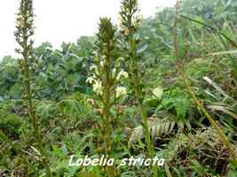 Lobelia stricta, Fleur montagne, Trace des Poteaux
