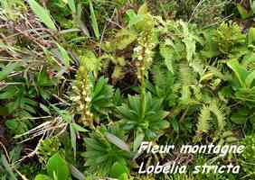 lobelia fleur montagne, Trace V Hugues, B Terre