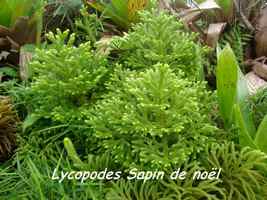 lycopodes, flore, soufrière, guadeloupe