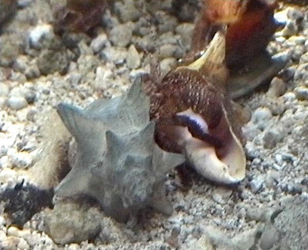 gasteropode benthos L