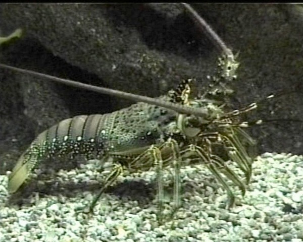 crustacé benthos L