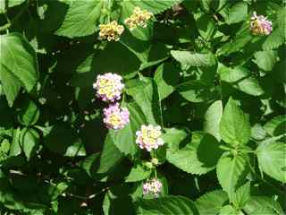 balade morne morel, les saintes, flore foret seche, guadeloupe