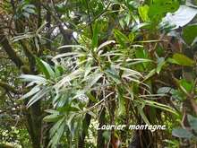 Podocarpus coriaceus, armistice, basse terre, guadeloupe