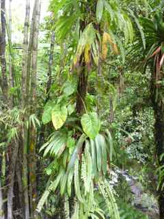 balade grosse corde flore foret humide basse terre guadeloupe