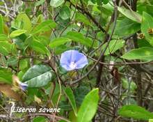 liane foret seche, ecosysteme tropical, guadeloupe, antilles