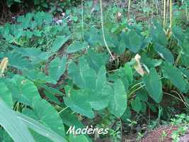 madère, racine, bras de fort, goyave, guadeloupe