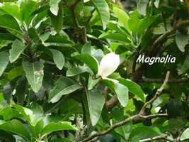 magnolia, arbre, soufrière, guadeloupe