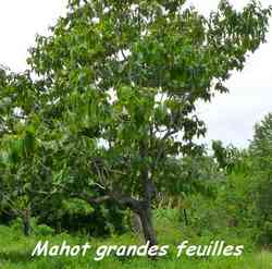 Mahot Grandes feuilles, Cordia sulcata, Pointe à Bacchus