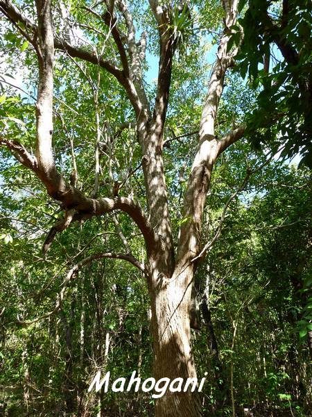 Swietenia macrophylla, Maisoncelle