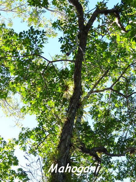 Swietenia macrophylla, Maisoncelle