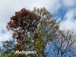 Mahogani, Swietenia mahogoni, morne cadet, gourbeyre