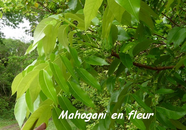 Swietenia macrophylla, Mahogani, Poyen L