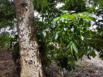 mahoganis birmingham Baie mahault Guadeloupe