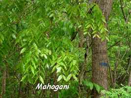 Swietenia macrophylla, Mahogani, Poyen