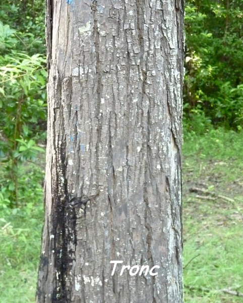 mahogani , arbre, maisoncelle, grande terre, guadeloupe