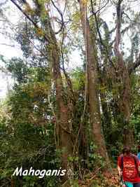 mahoganis, tour du houelmont, basse terre, guadeloupe