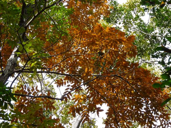 Mahogani,feuilles, Galbas