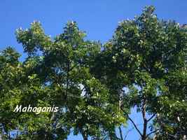 mahoganis, arbre, trace 36 mois, ste rose, basse terre, guadeloupe