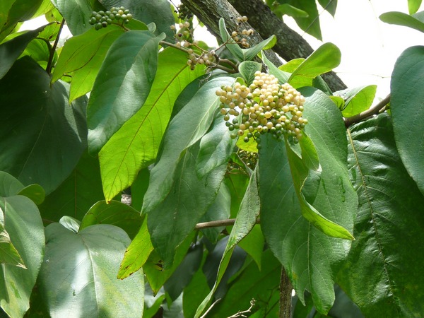 Mahot Grandes feuilles, Cordia sulcata, Pointe à Bacchus