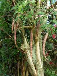 maloko, Moringa oleifera, Madame